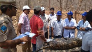 Leopard found dead in on National Highway 44 near Devithanda of Gannaram Village limits (1)