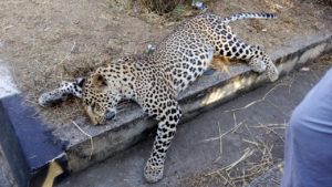 Leopard found dead in on National Highway 44 near Devithanda of Gannaram Village limits (2)