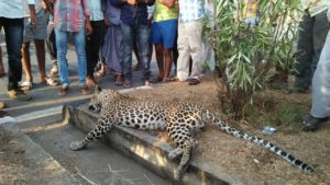 Leopard found dead in on National Highway 44 near Devithanda of Gannaram Village limits (3)