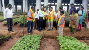 Haritha Haram in GHMC Area (2)