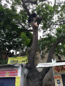 Entry of A sloth Bear in BSNL office Karimnagar, Rescued & Released in Forest (3)