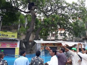 Entry of A sloth Bear in BSNL office Karimnagar, Rescued & Released in Forest (4)