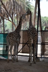 New attraction at Nehru Zoological Park, Hyderabad (2)