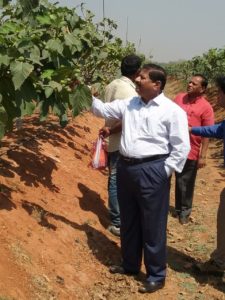 Prl. Secretary Agriculture Department Visited Farms to see Good Agricultural Practices Adopted by Farmer (5)