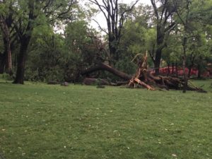 Major Rain Caused Inconvenience to Zoo Visitors, Restoration Works is On at Nehru zoological park, Hyderabad (6)