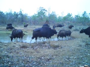 Success Story on Indian Gaur back to Chintoni Chilka area of Chatakonda RF, Falling in Kinnerasani Wildlife Sanctuary (4)