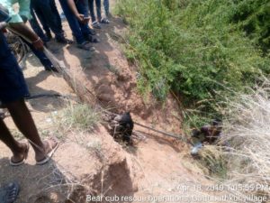 Two Bear Cubs Rescued by Forest Department (3)