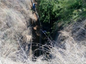 Two Bear Cubs Rescued by Forest Department (4)