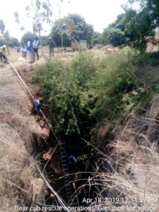 Two Bear Cubs Rescued by Forest Department (5)