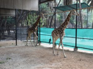 Zoo Officials Laid Foundation Stone for Construction of New Aviary at Parrot world Area in Nehru Zoological Park (3)