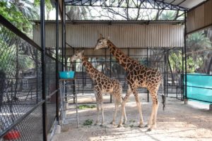 Zoo Officials Laid Foundation Stone for Construction of New Aviary at Parrot world Area in Nehru Zoological Park