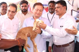 Free Feed Distribution to Shepherds of Sheep Rearing Development Scheme (2)