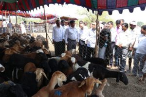 Free Feed Distribution to Shepherds of Sheep Rearing Development Scheme (4)