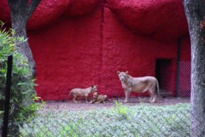 Minister for EFS&T, Endowments Visits Nehru Zoological Park Hyderabad (2)