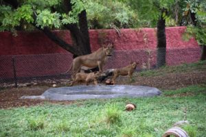 Minister for EFS&T, Endowments Visits Nehru Zoological Park Hyderabad (3)