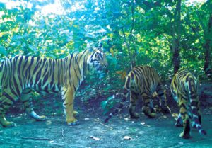 Forest Department Report on the Status of Tigers, Co-Predators & Prey in India (2)