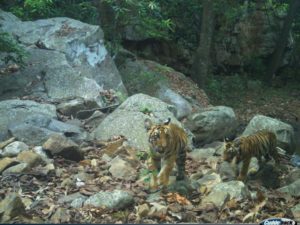 Forest Department Report on the Status of Tigers, Co-Predators & Prey in India (5)