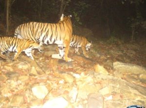 Forest Department Report on the Status of Tigers, Co-Predators & Prey in India (6)