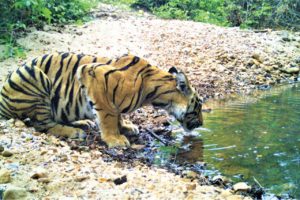 Forest Department Report on the Status of Tigers, Co-Predators & Prey in India (7)