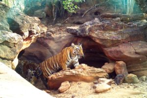 Forest Department Report on the Status of Tigers, Co-Predators & Prey in India (8)