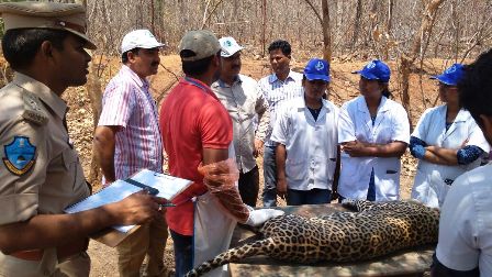 Leopard found dead in on National Highway 44 near Devithanda of Gannaram Village limits