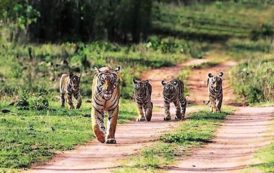 Supreme Court Judge Praised Amrabad Tiger Reserve