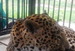 A Female Panther Deepa Lost Life in Nehru Zoological Park, Hyderabad