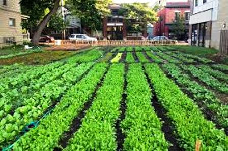 1st State Level Workshop on Urban Farming & Vertical Gardening on 24th October 2018 at COE, Jeedimetla