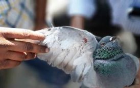 Birds Injured Due to Nylon/Synthetic Manja & Rescued during & after Sankranthi festival