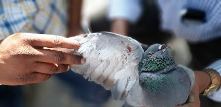 Birds Injured Due to Nylon/Synthetic Manja & Rescued during & after Sankranthi festival