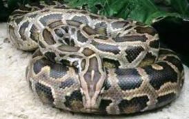 Anti-Poaching Squad Rescues Python & Bronze Back Snake