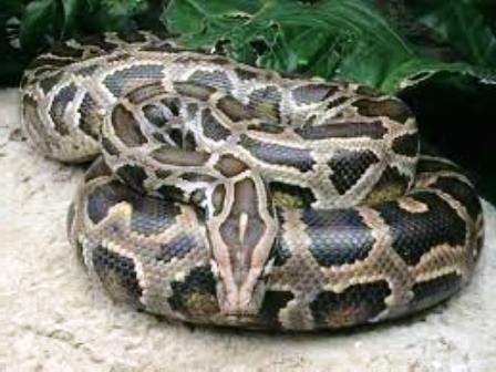 Anti-Poaching Squad Rescues Python & Bronze Back Snake