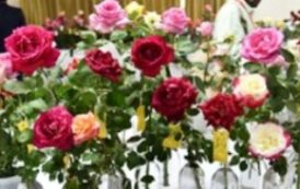 Inauguration of 37th All India Rose Convention and Annual Rose Show