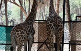 New attraction at Nehru Zoological Park, Hyderabad