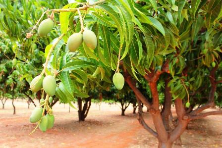 Prl. Secretary Agriculture Department Visited Farms to see Good Agricultural Practices Adopted by Farmer