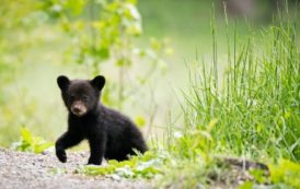 Two Bear Cubs Rescued by Forest Department