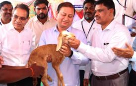 Free Feed Distribution to Shepherds of Sheep Rearing Development Scheme