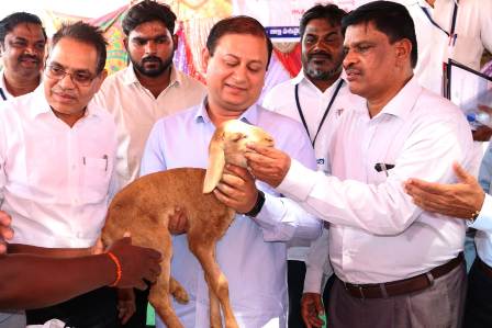 Free Feed Distribution to Shepherds of Sheep Rearing Development Scheme