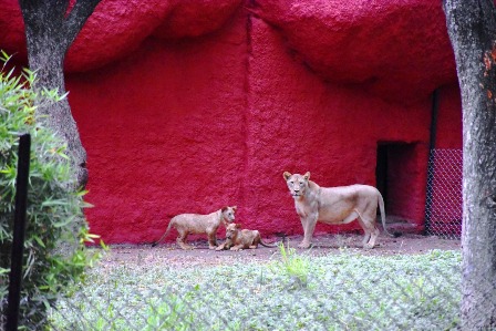 Minister for Forests Participated in ZAPAT Meeting at Zoo Park Hyderabad