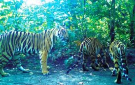 Forest Department: Report on the Status of Tigers, Co-Predators & Prey in India