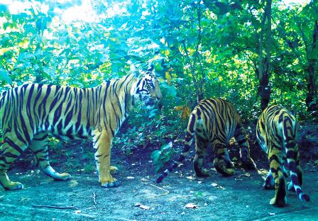 Forest Department: Report on the Status of Tigers, Co-Predators & Prey in India