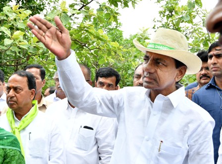 CM KCR Directs Collectors to Prepare Plan for Revival of Forests